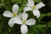 Clematis 'montana'